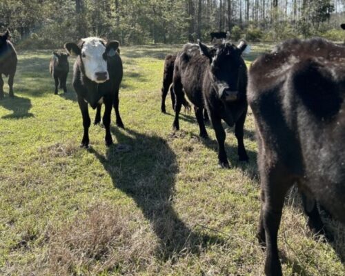 Farm to Fork Profile: Hunter Cattle and Savannah College of Art & Design