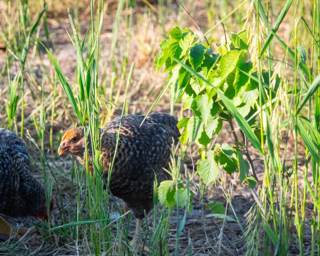 A closeup of a chicken in the grass.
