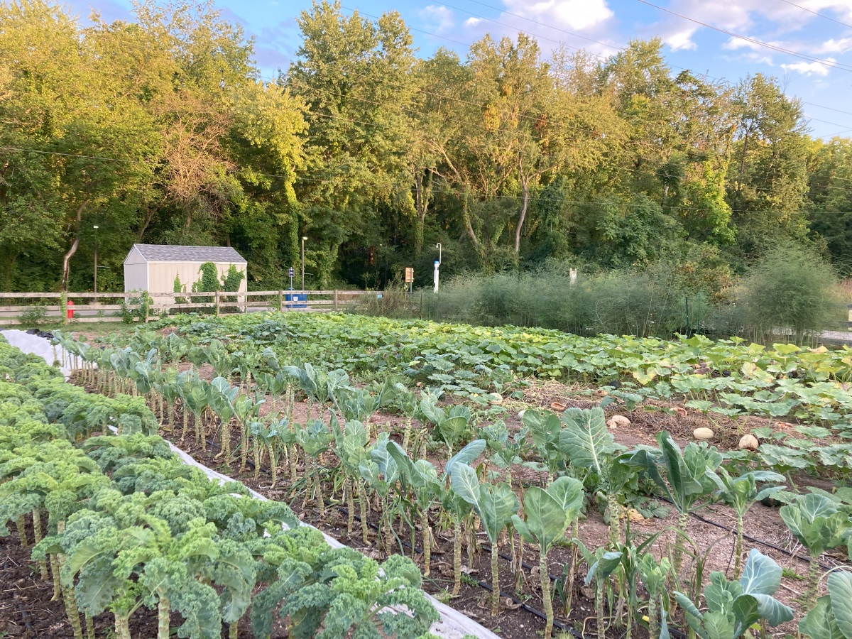 Fields on a farm with a greenhouse and trees in the background.