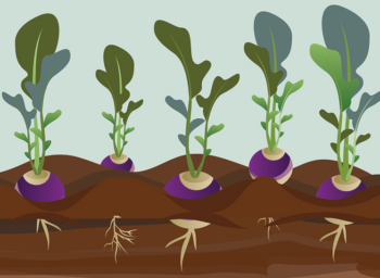 This Earth Day, We’re Digging into Cover Crops