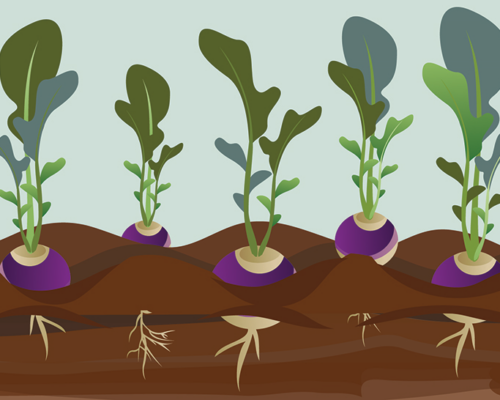 This Earth Day, We’re Digging into Cover Crops