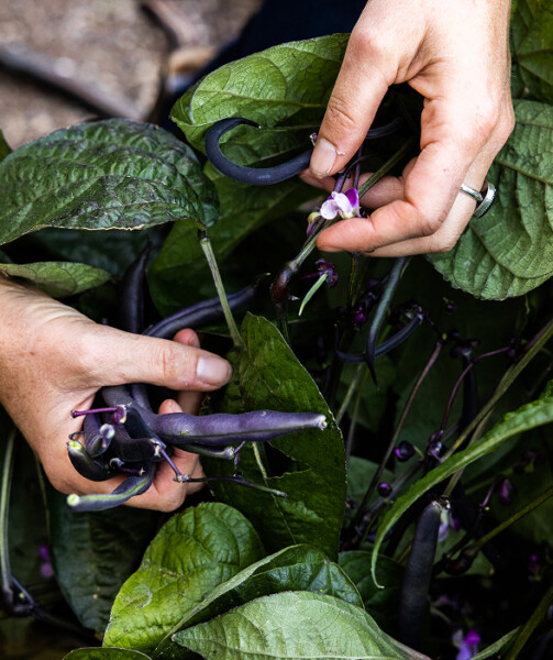 Close-up of hands harvesting purple beans