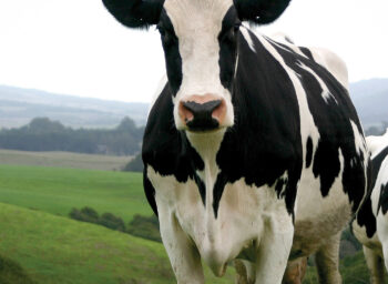 Bravo Food Literacy Stories: How to Source Dairy from Local Producers