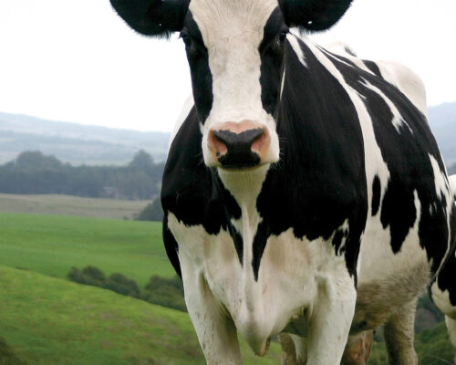 Bravo Food Literacy Stories: How to Source Dairy from Local Producers