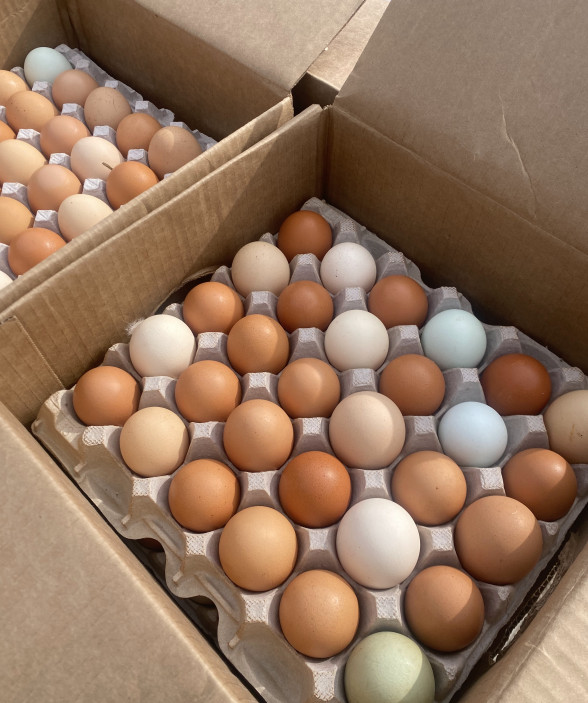 farm fresh local eggs