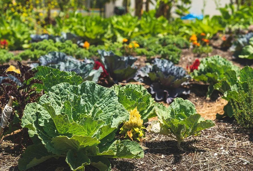 cabbage in the ground