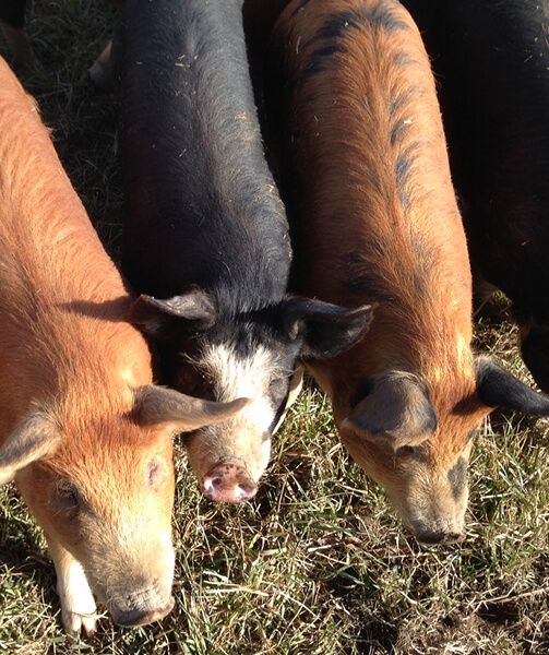 Juvenile pigs at a small farm