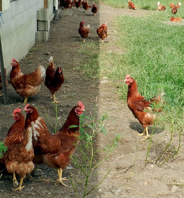 butler_Spring-Valley-Chickens_1200x630-1-2