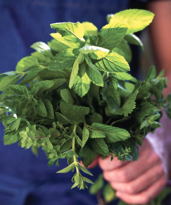 curious_herbs-in-hand-e1738597453779-2