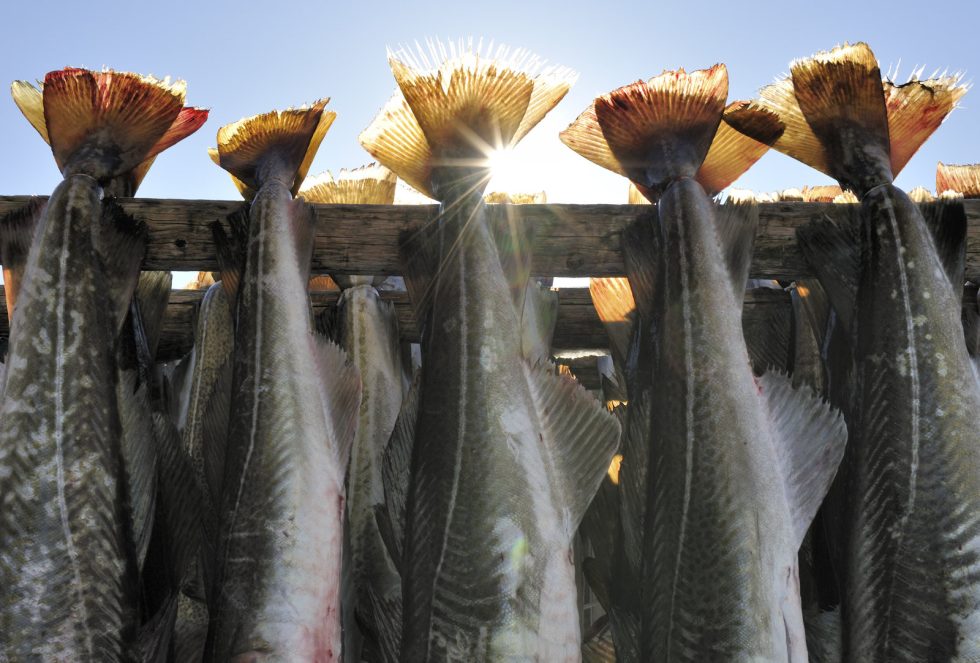 hanging up fish, seafood