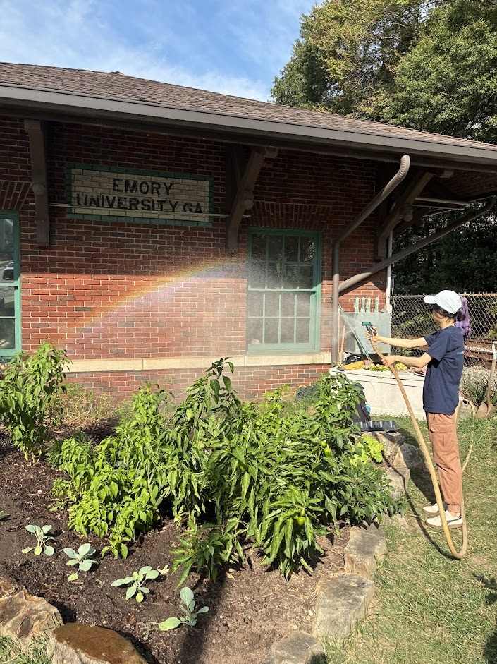 A student waters a small garden at Emory University
