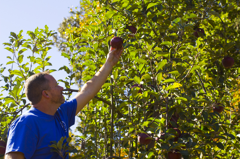A farmer reaches to pick an apple from a tree.