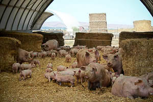 (Courtesy of Vera Chang, Bon Appétit Management Company Foundation West Coast Fellow): Bon Appétit Farm to Fork partner Pure Country Pork raises hogs without antibiotics or added hormones on 100 acres near Ephrata, WA and has attained Food Alliance certification for its sustainable practices.