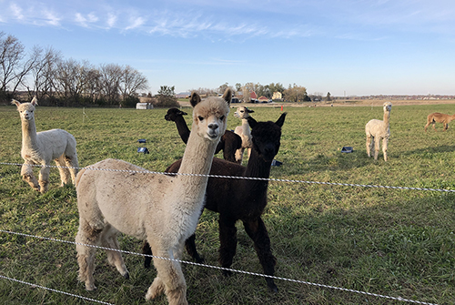 

[captionckTKbp] Alpacas on the Seeds Farm pasture provide an extra crop — wool!