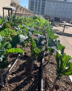 Kale plants reach toward the sun on a bright Fall day in New York City
