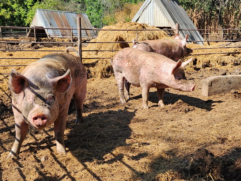 Just a few of Rancho Llano Seco's happy, heritage pigs