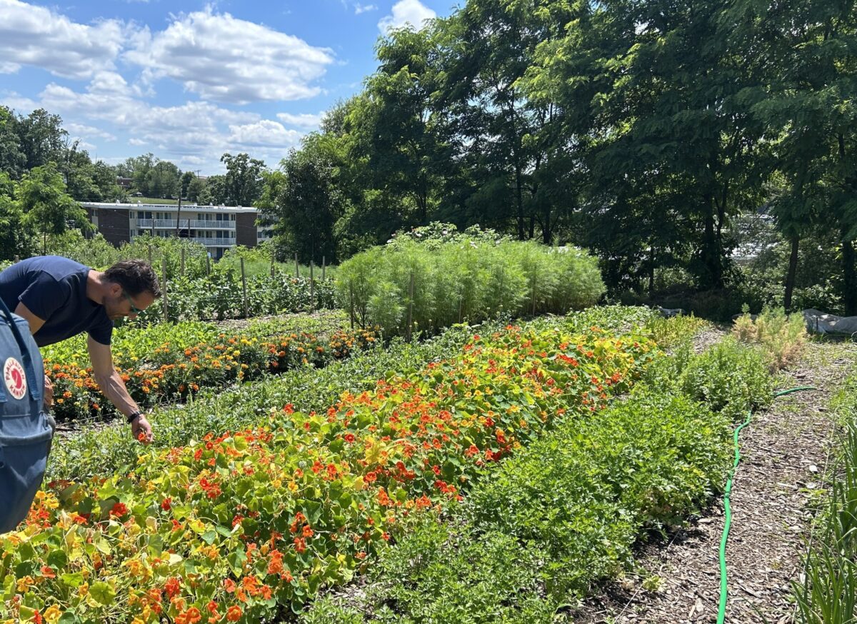 A man leans over a row of flowers growing in a field on a farm.