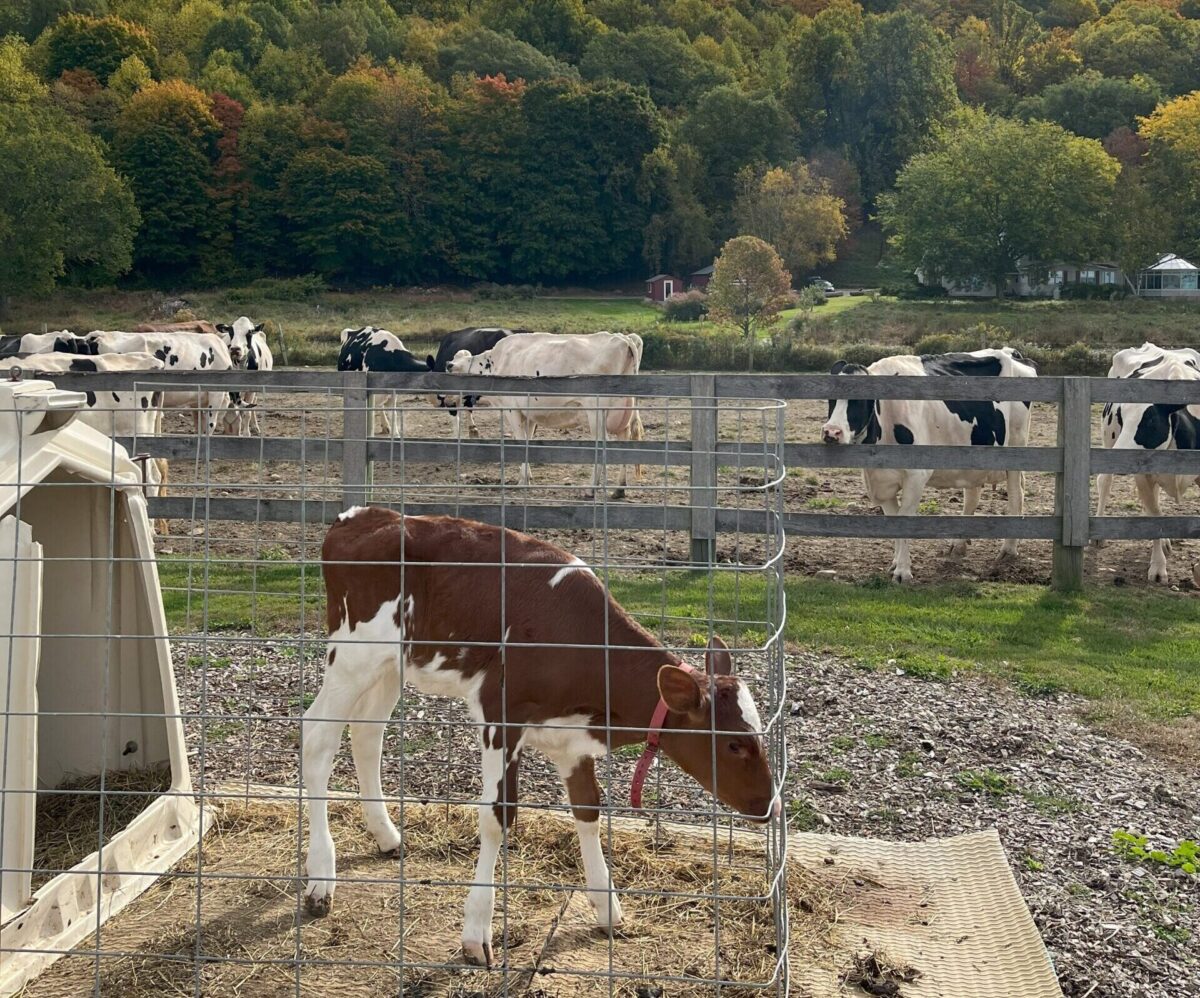 On a farm, a brown and white spotted calf is in the foreground with some black and white cows in the background. Trees turning color are behind the cows. 