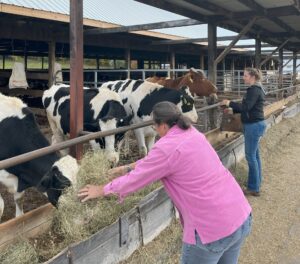 A woman wearing a bright pink short and grey jeans feeds her cows alongside a second woman with a black shirt and blonde ponytail. 