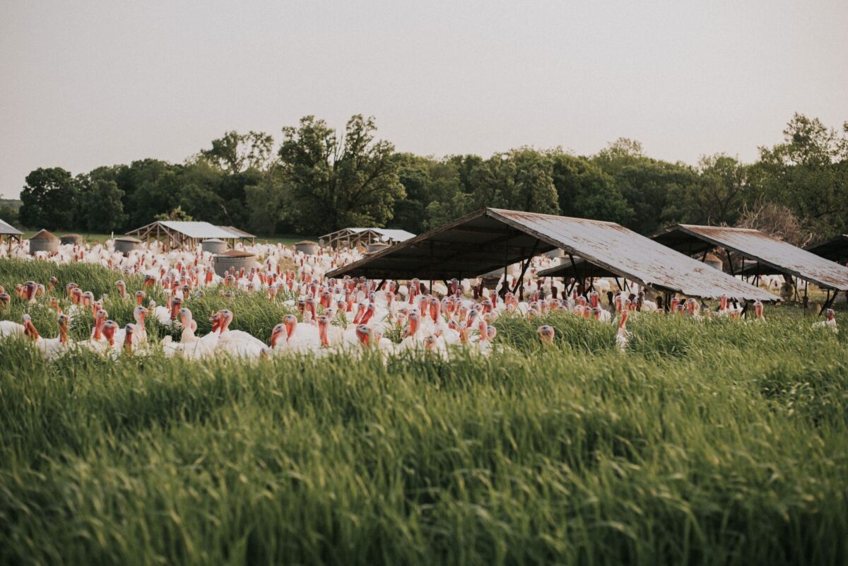 Turkeys in a field